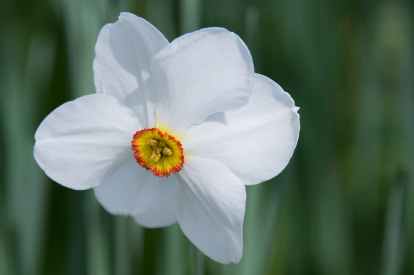 daffodil-flower-blossom-bloom-46196.jpeg